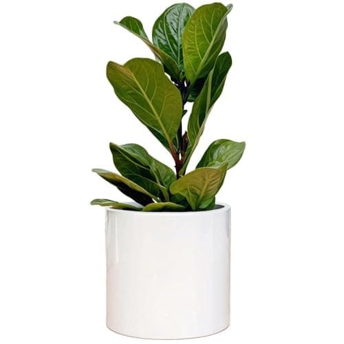 Fox & Fern Biała Donica Ceramiczna 25 cm