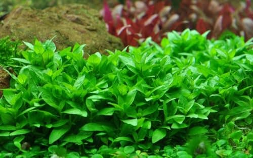 AquaOne Staurogyne Repens Roślina Akwariowa