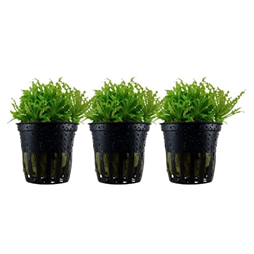 AquaOne Pogostemon Helferi Roślina Akwariowa 3 sztuki