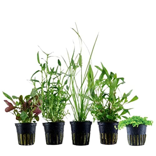 AquaOne Zestaw 5 Roślin Akwarystycznych Cyperus
