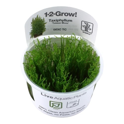 Tropica Taxiphyllum Taiwan Moss 1-2-Grow!