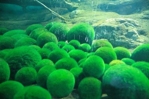 Sahawa Marimo Kulki Mchowe 10 sztuk