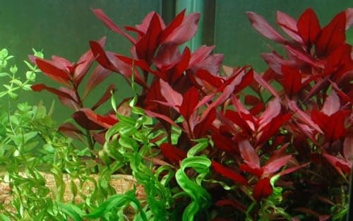 AquaOne Ludwigia repens Rubin Roślina Akwariowa