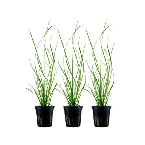 AquaOne Cyperus Helferi Roślina Akwariowa 3 sztuki