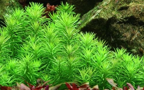 AquaOne Pogostemon deccanensis Roślina Akwariowa