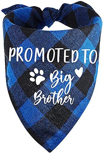 Family Kitchen Promoted to Big Brother Apaszka dla Psa