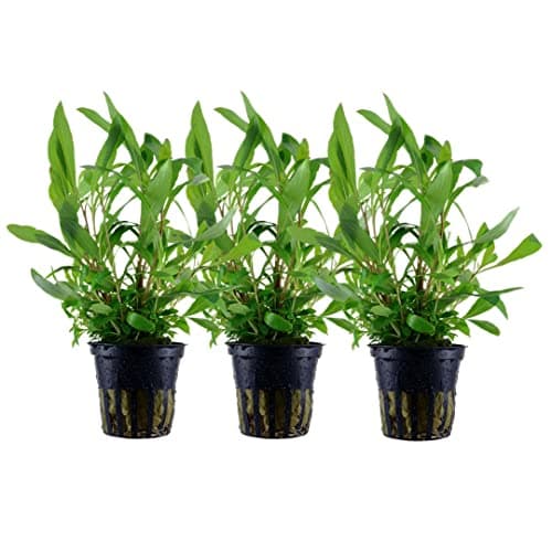 AquaOne Hygrophila Corymbosa Roślina Akwariowa 3 sztuki