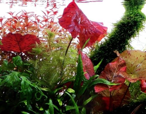 AquaOne Nymphaea Lotus Roślina Akwariowa