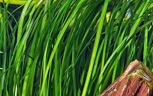 Tropica Vallisneria spiralis Tiger Roślina akwariowa