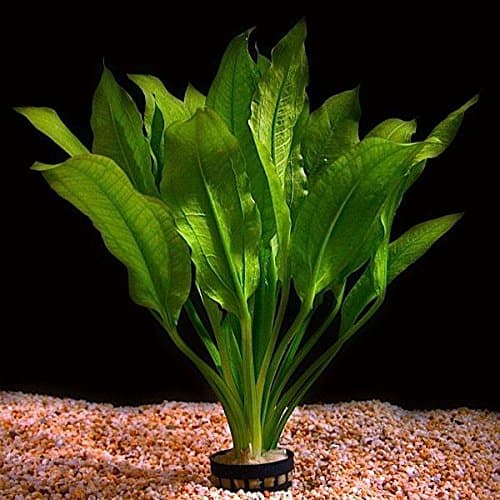 Justplants Echinodorus Bleheri Roślina Akwariowa