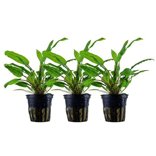 AquaOne Cryptocoryne wendtii Green Roślina Akwariowa 3 szt.