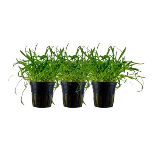 AquaOne Lilaeopsis brasiliensis Roślina Wodna 3 szt.