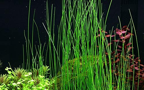 Tropica Eleocharis sp. Nr 132D Roślina