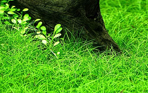 AquaOne Eleocharis Parvula Roślina Akwariowa